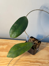 Load image into Gallery viewer, 300. Hoya Forbesii