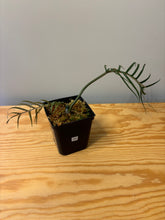 Load image into Gallery viewer, 183. Philodendron Tortum