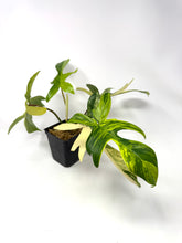 Load image into Gallery viewer, Philodendron Florida Beauty G