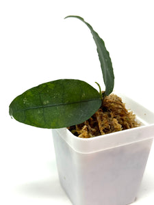 Hoya Ignorata