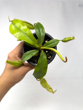 Load image into Gallery viewer, Nepenthes Dyeriana