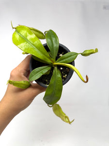 Nepenthes Dyeriana