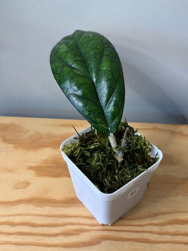 81. Hoya Blessing