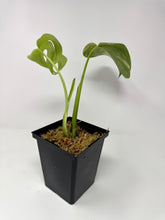 Load image into Gallery viewer, Monstera Deliciosa Aurea Variegated E