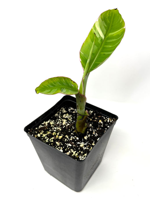 Musa Ae Ae Variegated Banana Tree (Ships within Canada only) B