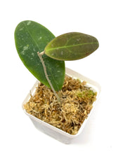Load image into Gallery viewer, Hoya Rintzii (Borneo)