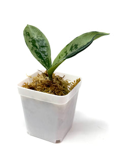 Hoya AH-074