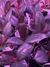 Load image into Gallery viewer, Ficus Elastica Burgundy