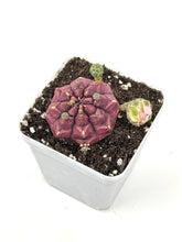 Load image into Gallery viewer, Gymnocalycium Mihanovichii ‘Day Dream’ (Ships within Canada only)