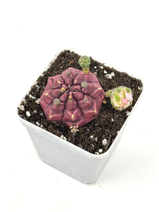 Gymnocalycium Mihanovichii ‘Day Dream’ (Ships within Canada only)