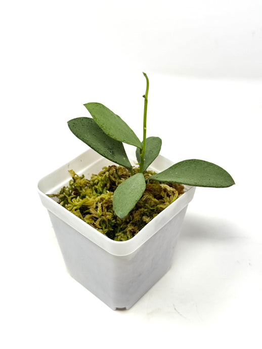 Hoya Nummularioides Silver