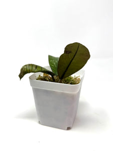 Hoya Gunung Gading Ghost D