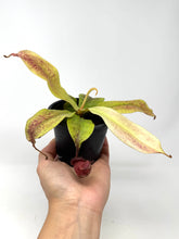 Load image into Gallery viewer, Nepenthes Mirabilis