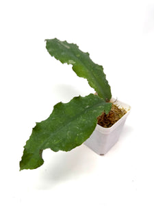 Hoya Undulata ‘Red Leaves’ Splash