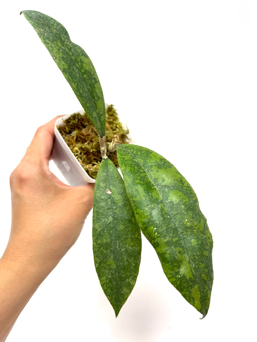 Hoya Lambii Silver E