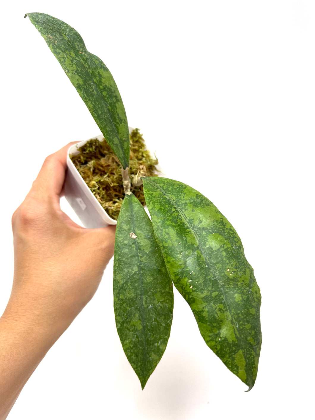 Hoya Lambii Silver E