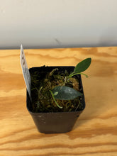 Load image into Gallery viewer, 36. Hoya Thomsonii Splash