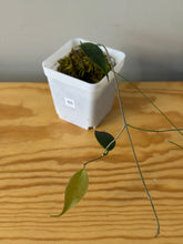 Load image into Gallery viewer, 65. Hoya Exilis