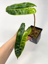 Load image into Gallery viewer, Philodendron Billietiae Variegated D
