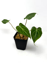 Load image into Gallery viewer, Philodendron Gloriosum