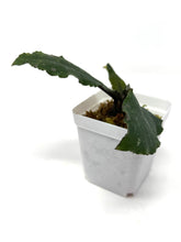 Load image into Gallery viewer, Hoya Undulata ‘Red Leaves’ Splash