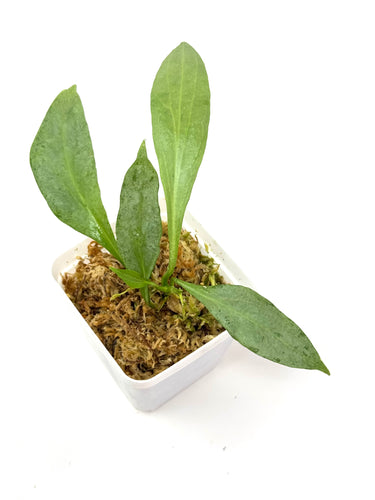 Hoya Nicolsoniae New Guinea Ghost