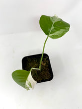 Load image into Gallery viewer, Monstera Deliciosa Albo Variegated P