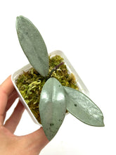 Load image into Gallery viewer, Hoya Wilbur Graves Silver F