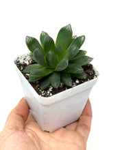 Load image into Gallery viewer, Haworthia Hanabi (Ships within Canada only)