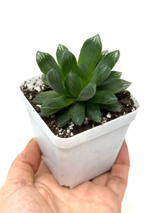 Haworthia Hanabi (Ships within Canada only)