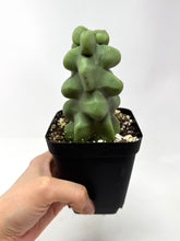 Load image into Gallery viewer, Pachycereus Schottii f. Monstrosus (Ships within Canada only)