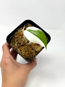 Monstera Deliciosa Albo Variegated (juvenile) B