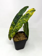 Load image into Gallery viewer, Philodendron Billietiae Variegated C