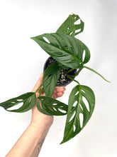 Load image into Gallery viewer, Monstera Adansonii