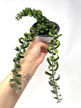 Load image into Gallery viewer, Aeschynanthus Radicans ‘Curly’