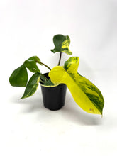 Load image into Gallery viewer, Philodendron Florida Beauty
