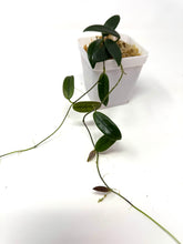 Load image into Gallery viewer, Hoya Lyi