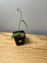Load image into Gallery viewer, 193. Hoya Mindorensis Purple Star