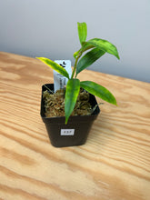 Load image into Gallery viewer, 137. Hoya Multiflora Javanica Thai Splash
