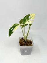 Load image into Gallery viewer, Monstera Adansonii Variegated C
