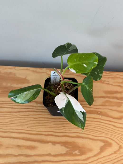 270. Philodendron White Princess