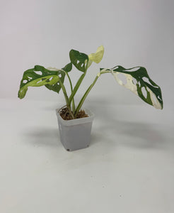 Monstera Adansonii Variegated G