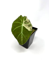 Load image into Gallery viewer, Alocasia Black Velvet Variegated C