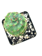 Load image into Gallery viewer, Cereus Forbesii cv. Spiralis &#39;Spiral Cactus&#39; Small Size (Ships within Canada only)