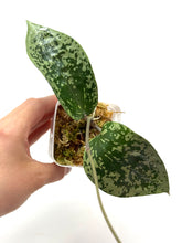 Load image into Gallery viewer, Hoya Glabra Silver C