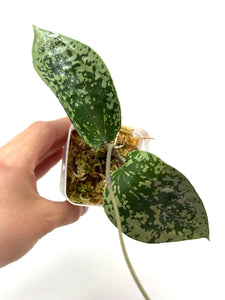 Hoya Glabra Silver C