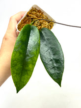 Load image into Gallery viewer, Hoya Onychoides