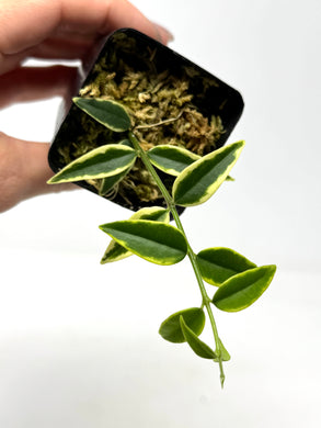 Hoya Bella Albo Variegated