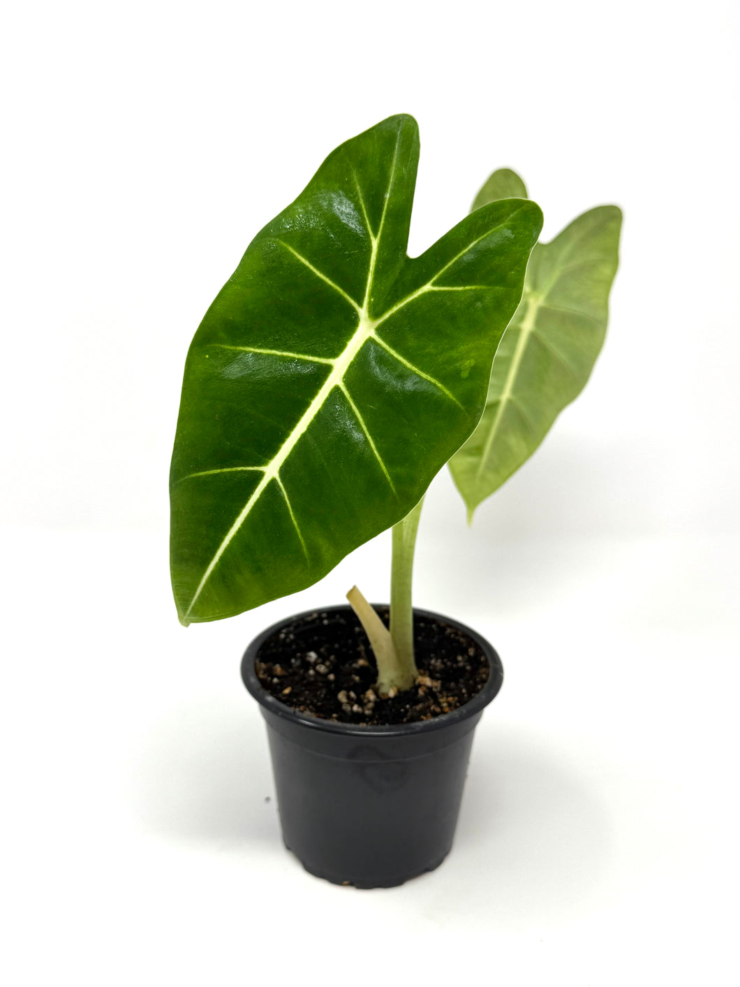 Alocasia Frydek