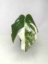 Load image into Gallery viewer, Monstera Deliciosa Albo Variegated H